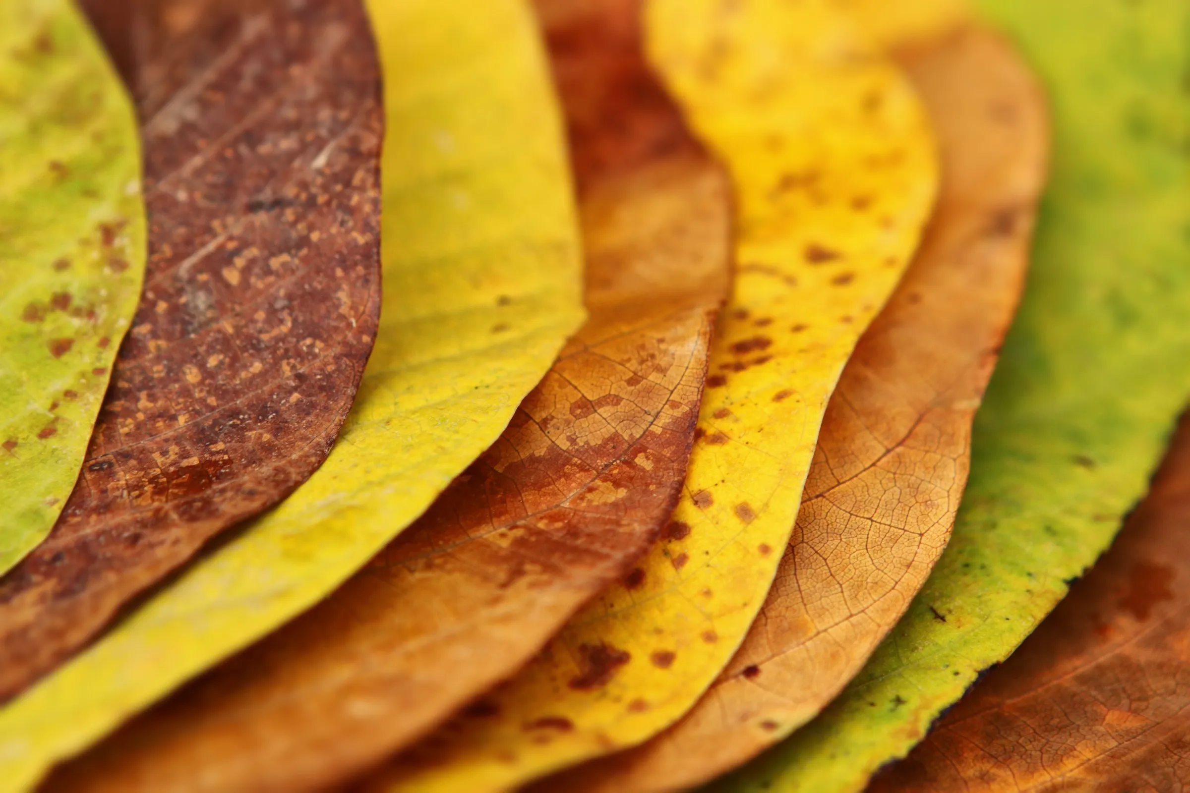 Photo: multiple leaves, layered on top of each other