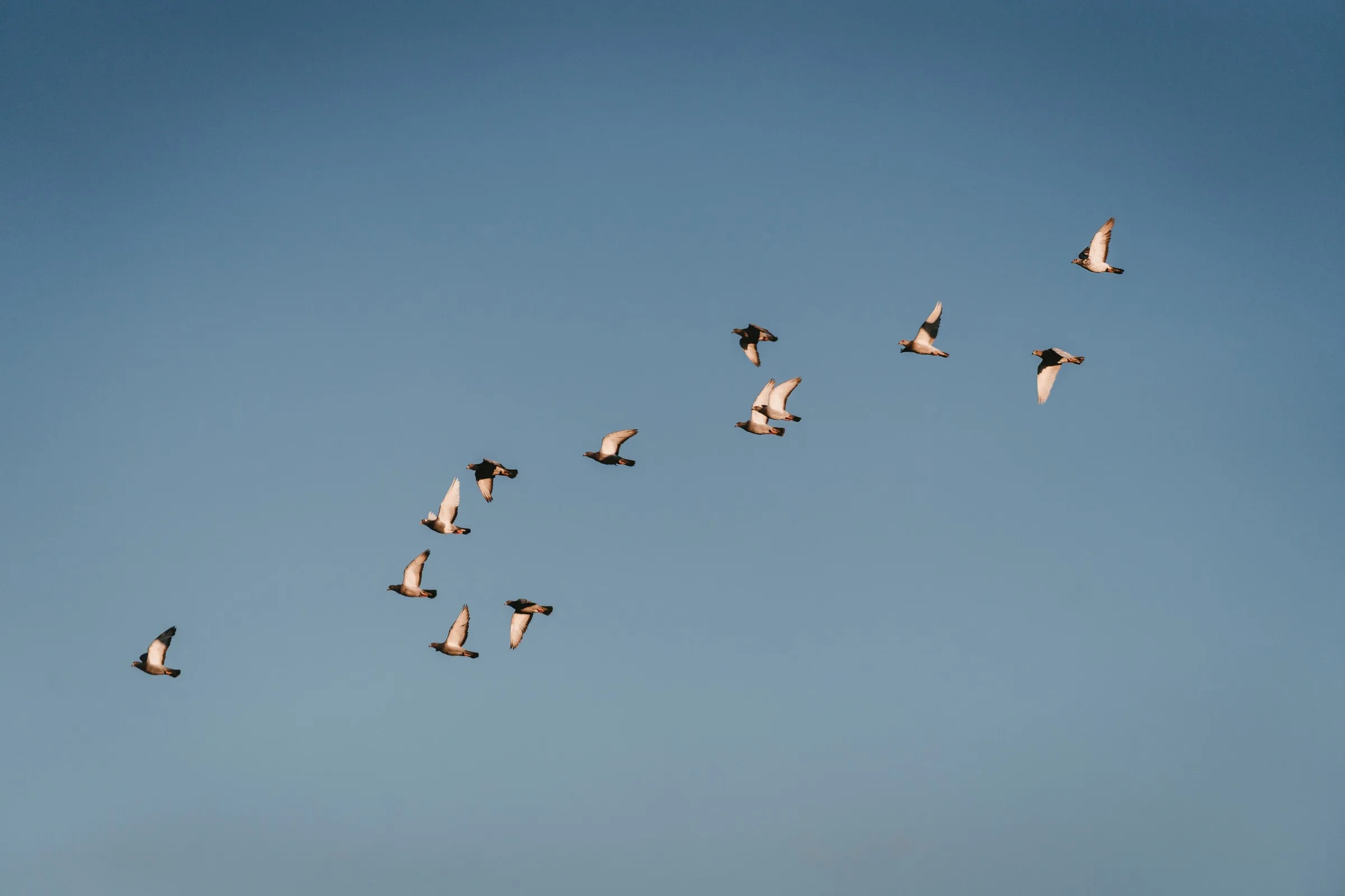 Photo: Birds flying someplace else